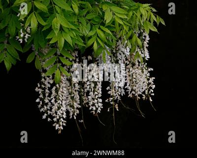 Primo piano di fiori bianchi e foglie verdi del giardino d'arrampicata glicine floribunda. Foto Stock