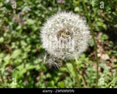 Semi di dente di leone di Taraxacum officinale medicinale. Un grande dente di leone sferico bianco. Pianta - erbaccia utilizzata per alimenti e come medicinale a base di erbe Foto Stock