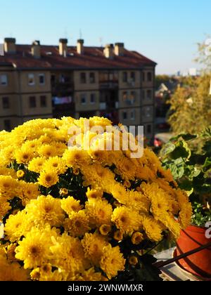 Crisantemi gialli, vasi di gerani e sedano sul davanzale fuori dalla finestra. I fiori crescono sul balcone e sul davanzale. Al chiuso Foto Stock