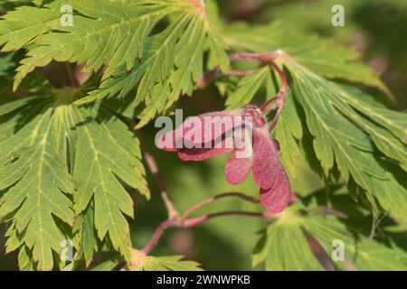 Coppie di samaras rosse alate su un acero giapponese (Acer palmatum) contro un attraente verde pallido foglie profondamente dissezionate di un albero ornamentale. Giugno Foto Stock