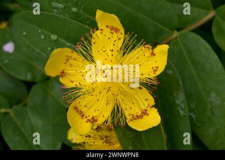Rosa di Sharon (Hypericum calycinum) prostrato, arbusto a bassa crescita con fiore giallo con numerosi stami gialli e anterie rosse, giugno Foto Stock