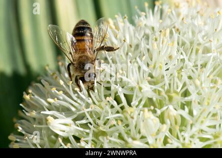 Un'ape operaia di api mellifera (Apis mellifera) che foraggia in un fiore di cipolla turca bianca (Allium karataviense), Berkshire, giugno Foto Stock