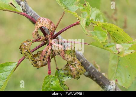 Colonia di afidi ciliegi neri (Myzus cerasi) che causa distorsione alle giovani foglie di un albero di ciliegio (Prunus avium), Berkshire, giugno Foto Stock