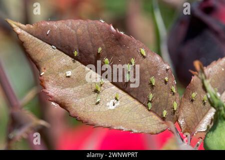 Un'infestazione di afi di patata (Macripiphum euphorbiae) con uova di predatore hoverfly (Syrphidae) sulla foglia giovane di una rosa arbustiva, Berkshire, giugno Foto Stock