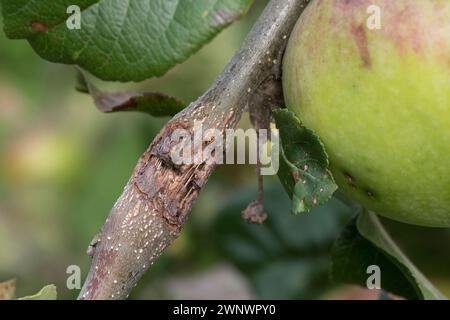 Lesione di mele (Neonectria ditissima) su una mela (Malus domestica) causando gravi danni e morte alla parte inferiore del ramo, Berkshire, A. Foto Stock