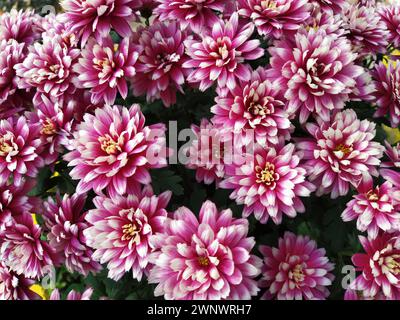 Crisantemi di colore Bordeaux in un bouquet. Primo piano. Biglietto d'auguri per matrimonio o compleanno. Fiori autunnali della famiglia Asteraceae o. Foto Stock
