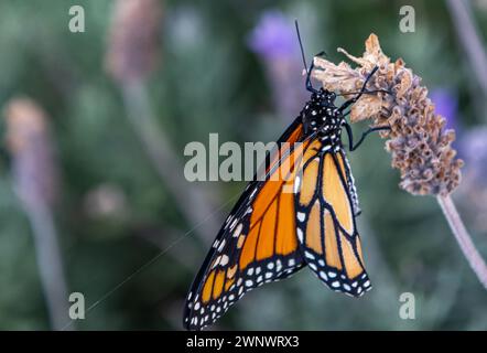 Farfalla monarca appena schiusa sul fiore di lavanda Foto Stock