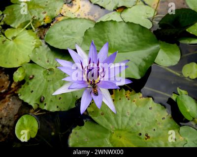 ape su un loto blu dell'india fiore nell'acqua, ninfa nouchali Foto Stock