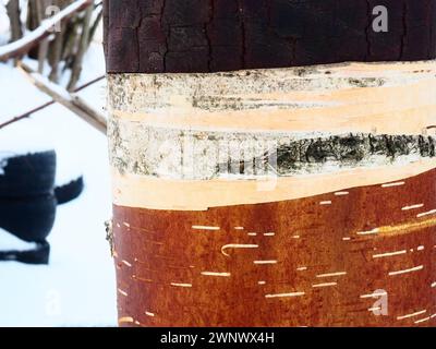 Corteccia di betulla e cambio di betulla da vicino. Corteccia di betulla danneggiata. Protezione forestale. Foto Stock