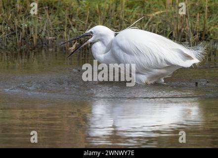 Little Egret che cattura gamberi d'acqua dolce, paludi di Teifi, Cardigan, Galles Foto Stock