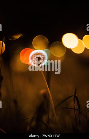 Palla di Dandelion retroilluminata dal bokeh al semaforo di notte Foto Stock