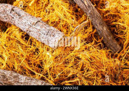 Radice di liquirizia, fibra di liquirizia in ciotola su fondo rustico ( glycyrrhiza glabra ) Foto Stock