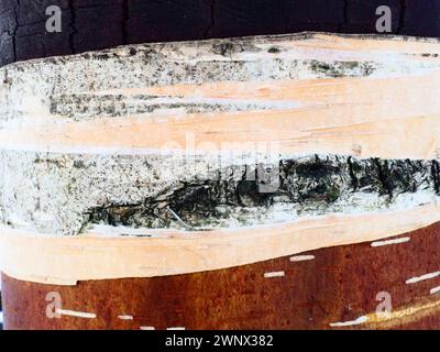 Corteccia di betulla e cambio di betulla da vicino. Corteccia di betulla danneggiata. Protezione forestale. Foto Stock