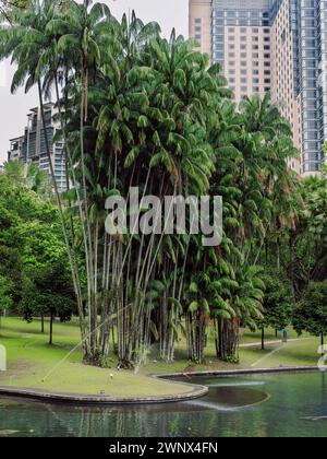 Palme e laghetto nel giardino cittadino. Foto Stock