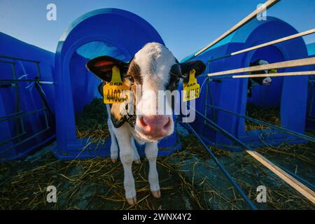 Giovane polpaccio Holstein in casa di vitello blu presso la fattoria di diario. Foto Stock