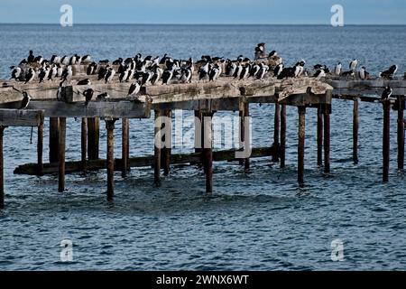 L'antico molo in legno di Punt Arenas è utilizzato solo da una colonia imperiale nidificante di Cormoranrt in questi giorni. Foto Stock