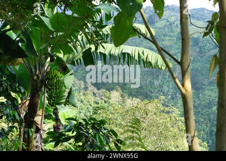Paesaggio in una zona boscosa e verdeggiante tra le montagne colombiane. Paesaggio rurale nella giungla tropicale. Foto Stock