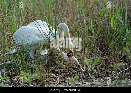 Cigno muto (Cygnus olor) maschio adulto in piedi e che attacca un giovane che si era recato nel suo territorio durante la stagione riproduttiva, Cannop Ponds, Foto Stock