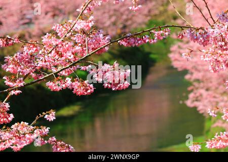 Scenario di alberi di ciliegio in fiore con fiume, vista dei fiori di ciliegio rosa che fioriscono accanto al fiume Foto Stock