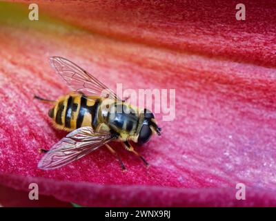 Batman o hoverfly a testa morta (Myathropa florea) che prende il sole su un fiore di giglio in un giardino, Wiltshire, Regno Unito, luglio. Foto Stock