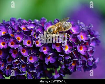 Api mellifera (Apis mellifera) che nidificano su una testa di fiori Buddeleia (Buddleya davidii) in un giardino, Wiltshire, Regno Unito, agosto. Foto Stock