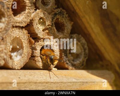 Femmina emergente mason bee (Osmia leaiana) con sfiato arancione forma il suo nido in un hotel di insetti, Wiltshire Garden, Regno Unito, maggio. Foto Stock