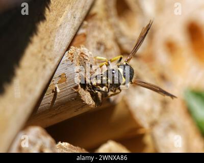 Vespa da muratore/vespa da vasaio (Ancistrocerus sp.) Sigillando il suo buco in un hotel di insetti con una palla di fango tenuta nelle sue mascelle, nel giardino del Wiltshire, Regno Unito, luglio. Foto Stock