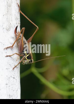 Roesel's Bush cricket (Metrioptera roeseli) femmina, che prende il sole su una finestra di casa, Wiltshire, Regno Unito, agosto. Foto Stock