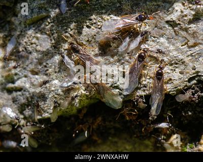 Formica gialla (Lasius flavus), alati maschi alati alati e regine femminili più grandi ammassate su una parete del giardino in una giornata calda per volare dal loro nido in un prato. Foto Stock