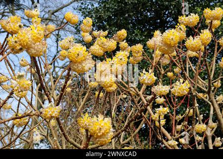 Giallo Edgeworthia chrysantha ÔGrandifloraÕ, noto anche come giapponese Paperbush o Worthingtonia, in fiore. Foto Stock