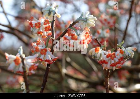 Red Edgeworthia chrysantha "drago rosso" in fiore. Foto Stock