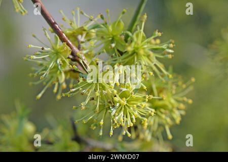 Forestiera acuminata, comunemente conosciuta come il privet della palude orientale. Foto Stock