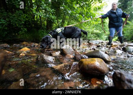 15/08/21, il cocker spaniel di due anni, Stig, si allena con Rachael Flavell nel fiume vicino a Wrexham. Sembra che heÕs stia per fare immersioni subacquee, Max sì Foto Stock