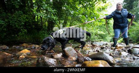 15/08/21, il cocker spaniel di due anni, Stig, si allena con Rachael Flavell nel fiume vicino a Wrexham. Sembra che heÕs stia per fare immersioni subacquee, Max sì Foto Stock