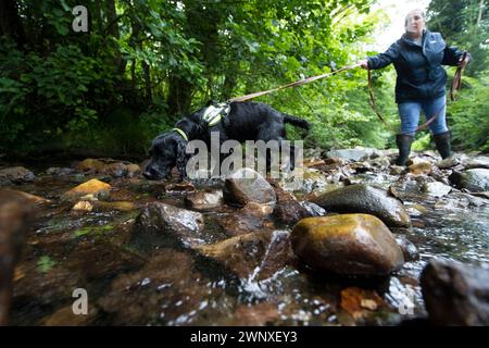 15/08/21, il cocker spaniel di due anni, Stig, si allena con Rachael Flavell nel fiume vicino a Wrexham. Sembra che heÕs stia per fare immersioni subacquee, Max sì Foto Stock