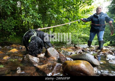 15/08/21, il cocker spaniel di due anni, Stig, si allena con Rachael Flavell nel fiume vicino a Wrexham. Sembra che heÕs stia per fare immersioni subacquee, Max sì Foto Stock