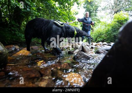 15/08/21, il cocker spaniel di due anni, Stig, si allena con Rachael Flavell nel fiume vicino a Wrexham. Sembra che heÕs stia per fare immersioni subacquee, Max sì Foto Stock