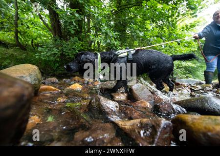 15/08/21, il cocker spaniel di due anni, Stig, si allena con Rachael Flavell nel fiume vicino a Wrexham. Sembra che heÕs stia per fare immersioni subacquee, Max sì Foto Stock