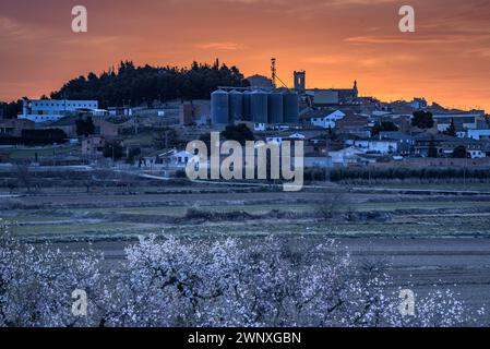 Cielo rosso sulla città di Arbeca in primavera con mandorli in fiore (Les Garrigues, Lleida, Catalogna, Spagna). ESP: Cielo rojizo sobre Arbeca, Lérida Foto Stock