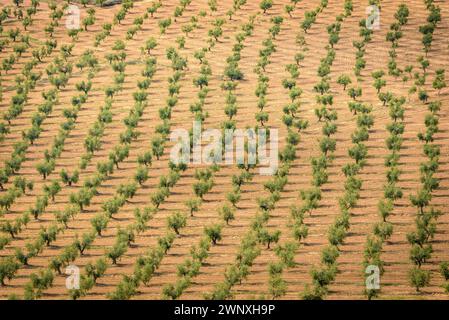 Vista dei campi di ulivo di Les Garrigues dal percorso verso la cima di Els Bessons (Les Garrigues, Lleida, Catalogna, Spagna) Foto Stock