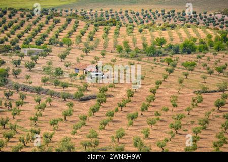 Vista dei campi di ulivo di Les Garrigues dal percorso verso la cima di Els Bessons (Les Garrigues, Lleida, Catalogna, Spagna) Foto Stock