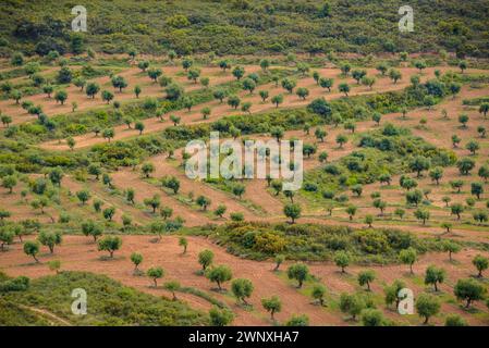 Vista dei campi di ulivo di Les Garrigues dal percorso verso la cima di Els Bessons (Les Garrigues, Lleida, Catalogna, Spagna) Foto Stock