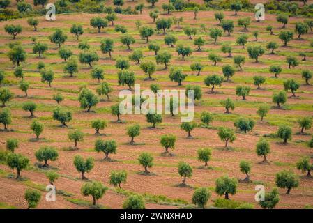 Vista dei campi di ulivo di Les Garrigues dal percorso verso la cima di Els Bessons (Les Garrigues, Lleida, Catalogna, Spagna) Foto Stock