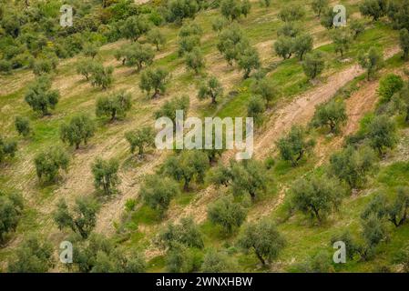 Vista dei campi di ulivo di Les Garrigues dal percorso verso la cima di Els Bessons (Les Garrigues, Lleida, Catalogna, Spagna) Foto Stock