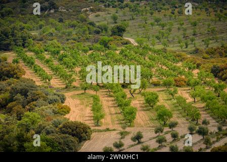 Vista dei campi di ulivo di Les Garrigues dal percorso verso la cima di Els Bessons (Les Garrigues, Lleida, Catalogna, Spagna) Foto Stock