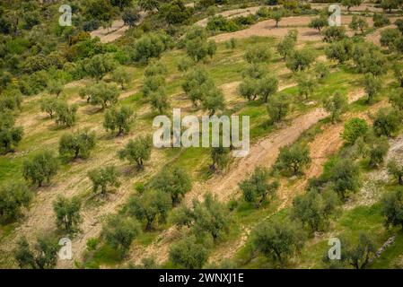 Vista dei campi di ulivo di Les Garrigues dal percorso verso la cima di Els Bessons (Les Garrigues, Lleida, Catalogna, Spagna) Foto Stock