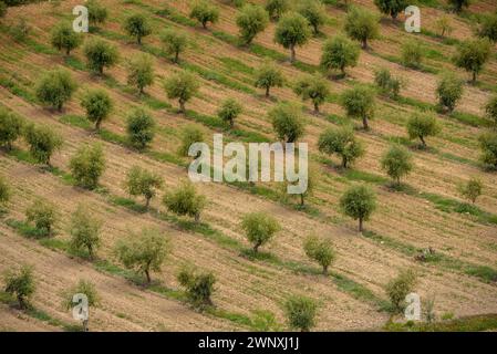 Vista dei campi di ulivo di Les Garrigues dal percorso verso la cima di Els Bessons (Les Garrigues, Lleida, Catalogna, Spagna) Foto Stock