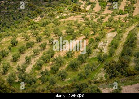 Vista dei campi di ulivo di Les Garrigues dal percorso verso la cima di Els Bessons (Les Garrigues, Lleida, Catalogna, Spagna) Foto Stock