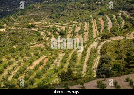 Vista dei campi di ulivo di Les Garrigues dal percorso verso la cima di Els Bessons (Les Garrigues, Lleida, Catalogna, Spagna) Foto Stock