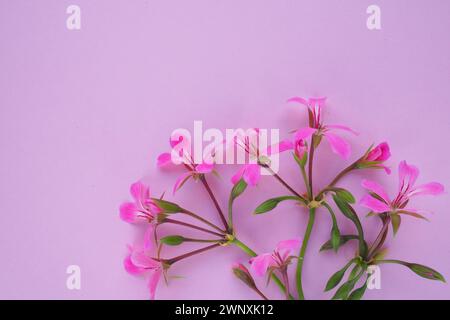 infiorescenza di edera geranio su sfondo rosa. Bellissima infiorescenza di edera rosa geranio nell'angolo inferiore destro. Copia spazio per il testo Foto Stock